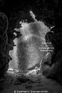 “Swarm”
Silversides look like a swarm of bees as they ra... by Susannah H. Snowden-Smith 